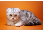 Шотландский котнок в лучших традициях